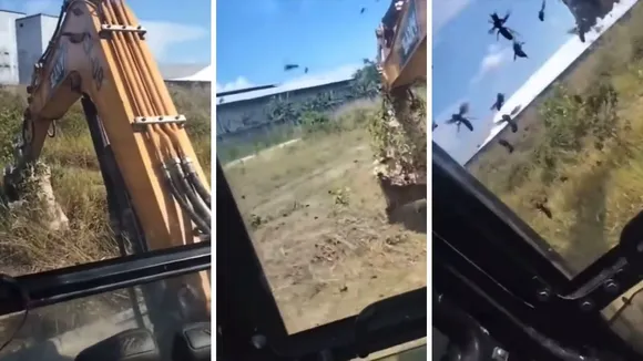 Hornet attack