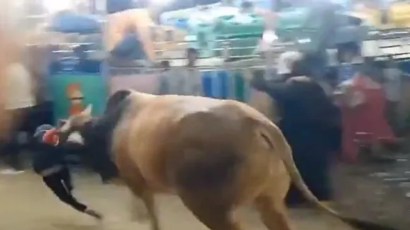 Bull attack