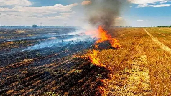 stubble burning