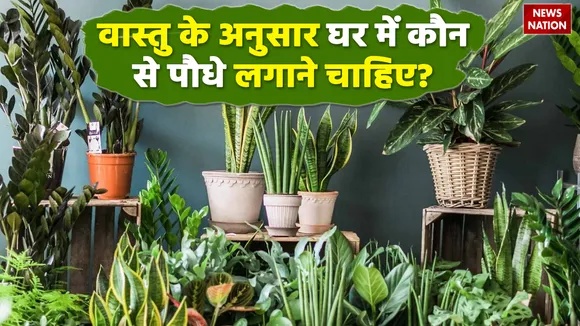 vastu tips for plants to strengthen your relationships and financial condition