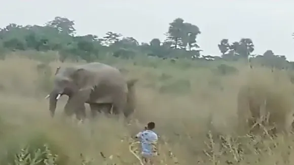 Elephant Attack