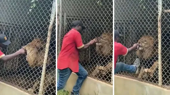 Lion attack