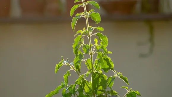 Vastu Tips for Tulsi