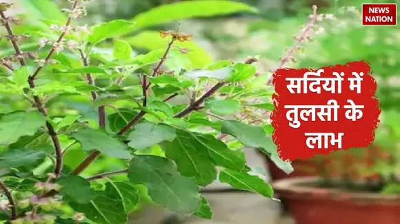 Tulsi in winter