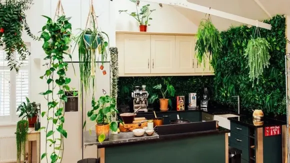 kitchen plants