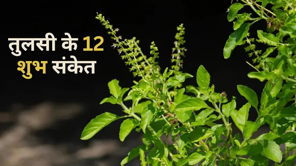 Tulsi Ke Shubh Sanket