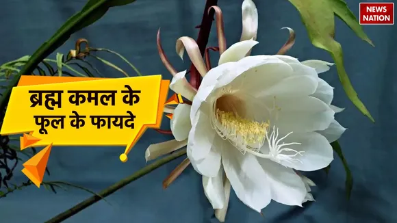 Brahma Kamal Benefits