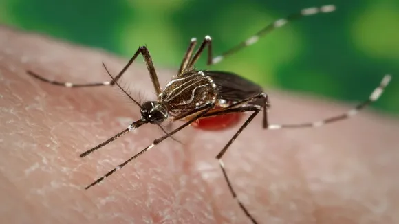 Chikungunya Disease