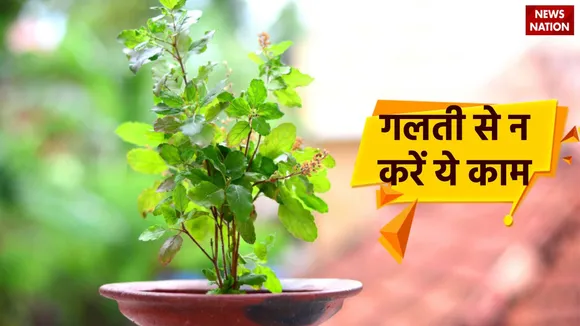 Tulsi Plant