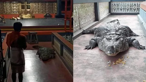 Anantapadmanabha Lake Temple crocodile