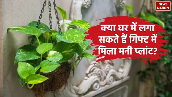 Vastu Tips For Money Plant