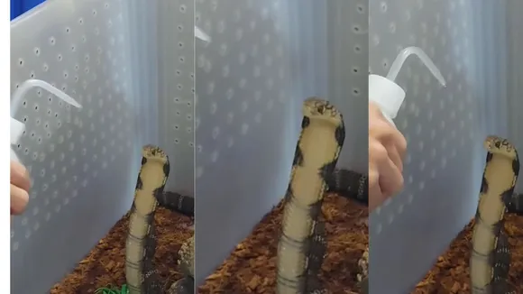 viral snake video