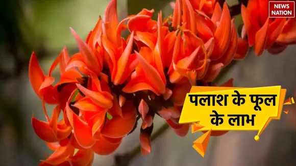 Palash Flower Benefits