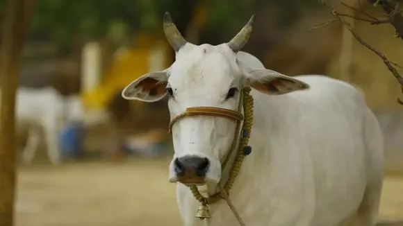 Swapna Shastra cow in dream