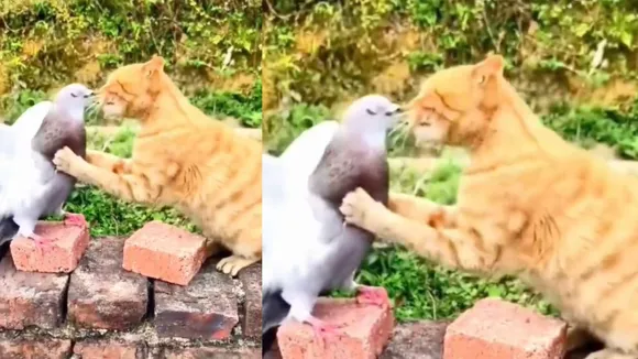 cat pigeon viral video