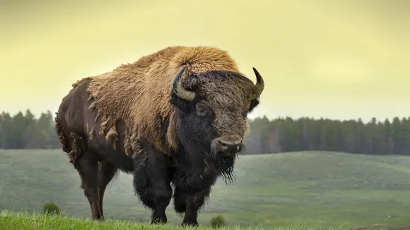 BISON