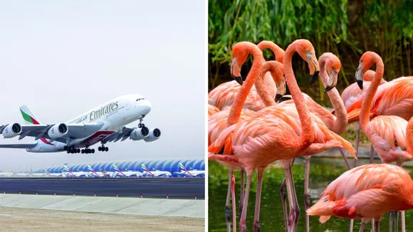 Emirates flight and Flamingo