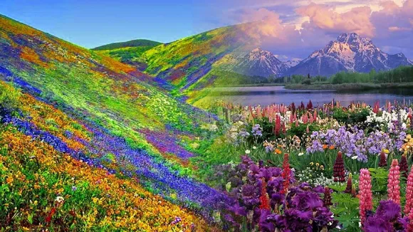 flower valley