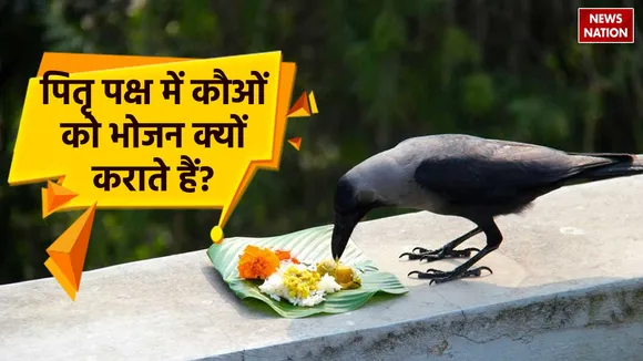 why are crows fed food in pitra paksha
