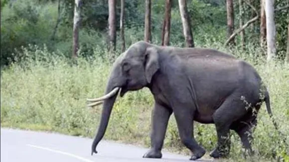 elephant