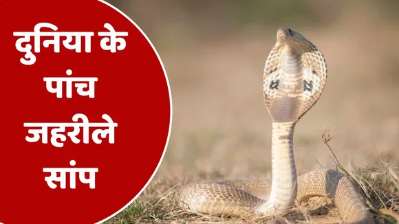 Five poisonous snakes of the world