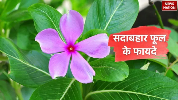 Health Benefits Of Sadabahar