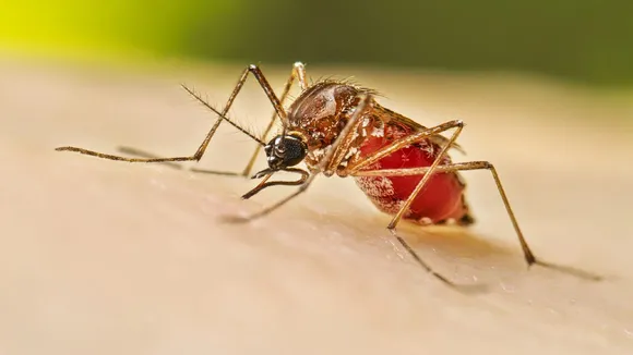 dengue