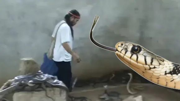 viral snake video