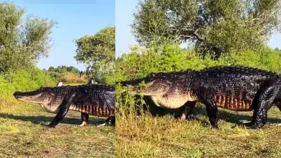 viral crocodile video