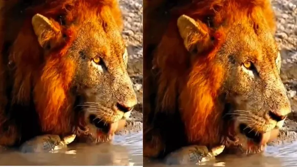 viral lion video