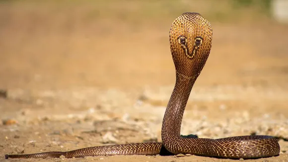 King Cobra Facts