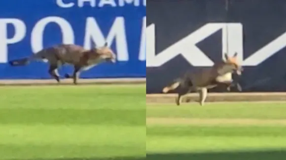 a dangerous fox entered in field during hampshire vs surrey in Vitality T20 Blast and stop game watc