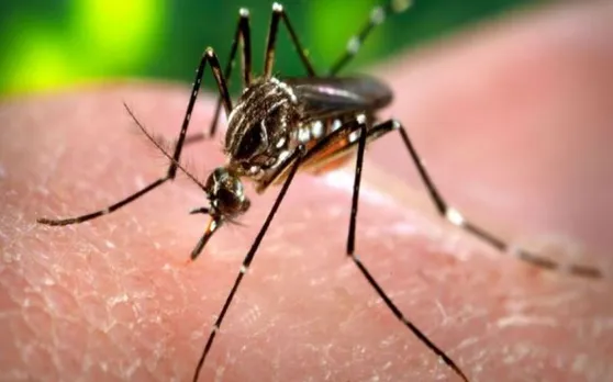 World Malaria day 2019 : मलेरिया बुखार से बचाता है प्लेटलेट