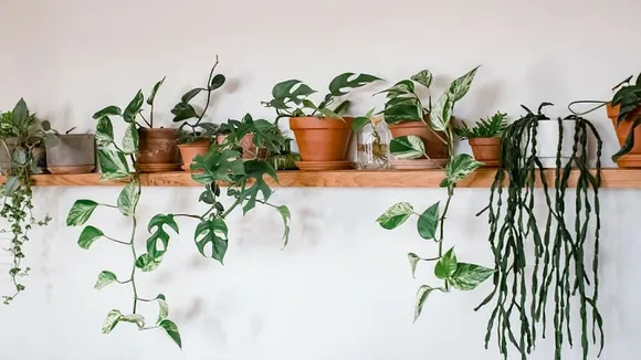 Go Biodegradable to Fight Against Bad Air Quality and Pollutants at Your Home