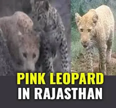 Rare Pink Leopard spotted in Rajasthan: Locals of Ranakpur village are proud and concerned! Read more! 
