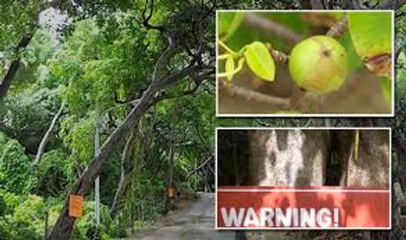 Manchineel: The 'Deadliest Tree In The World! Even the Guiness book of world Records claims it! 