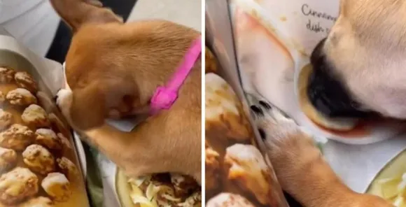 An Adorable Dog Craves For Meatballs Photo's & Desperately Tries To Eat It