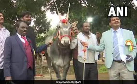 Bengaluru krishi mela: At Bengaluru Krishi Mela, This Rare Breed Of Bull Is Main Attraction!