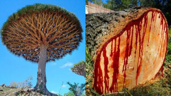 Internet<br />
Dragon Blood Tree