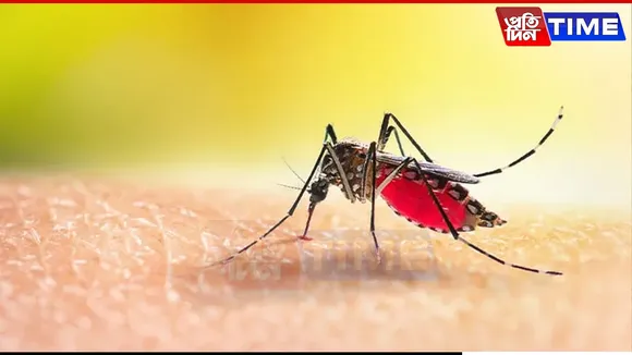 new pt mosquito