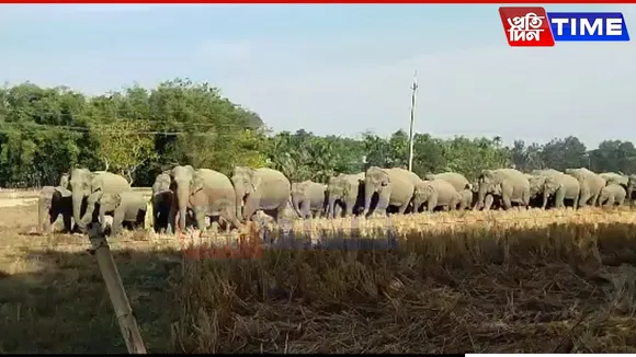 Assam: Golaghat Villages Showcase Peaceful Coexistence with Wild Elephants