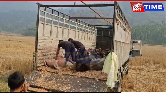 Meghalaya's Role in Expanding Illegal Cattle Smuggling Trade Uncovered