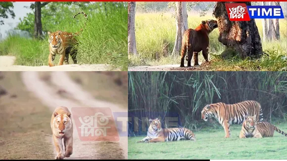 Kaziranga Sets Up Cameras for Tiger Monitoring, Golden Tiger Cub Draws Attention
