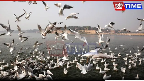 Siberian Birds Soar Over Sangam, Adding to Prayagraj’s Divine Aura