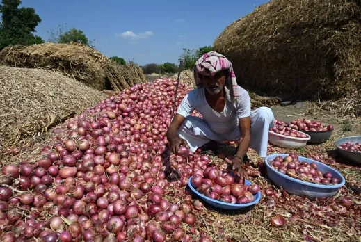 India’s Onion Farmers At Loss in Global Market Due to High Export Duty
