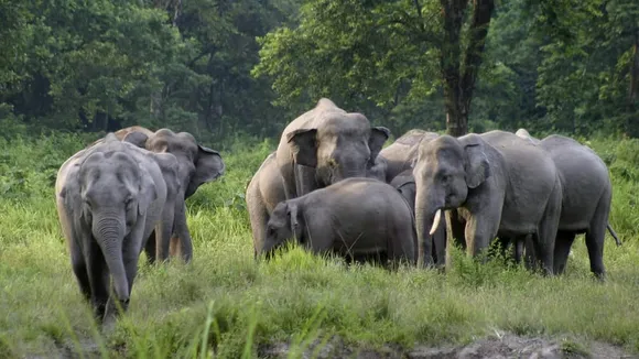 Assam: Wild Elephants Go On Rampage In Udalguri Village, One Dead