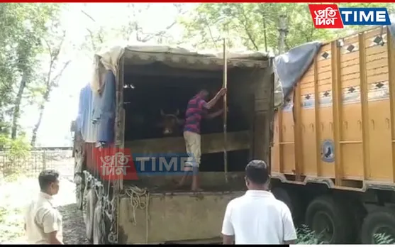Smuggled Cattle Seized by Chariduar Police in Assam