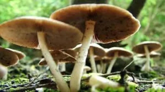 Assam: Eight Of Family Fall Ill After Consuming Poisonous Mushrooms
