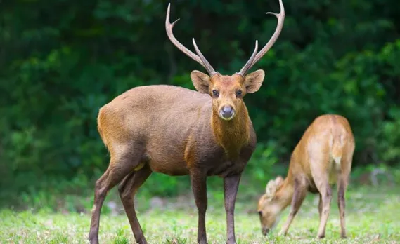 Three Held For Selling Deer Meat In Guwahati