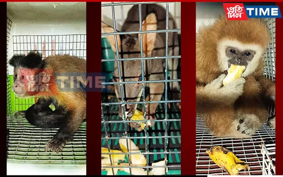 Forest Officials Rescue Exotic Monkeys in Assam, 1 Arrested 